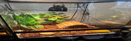 Gecko reptiles for sale: Crested gecko in Shildon - Advert 4