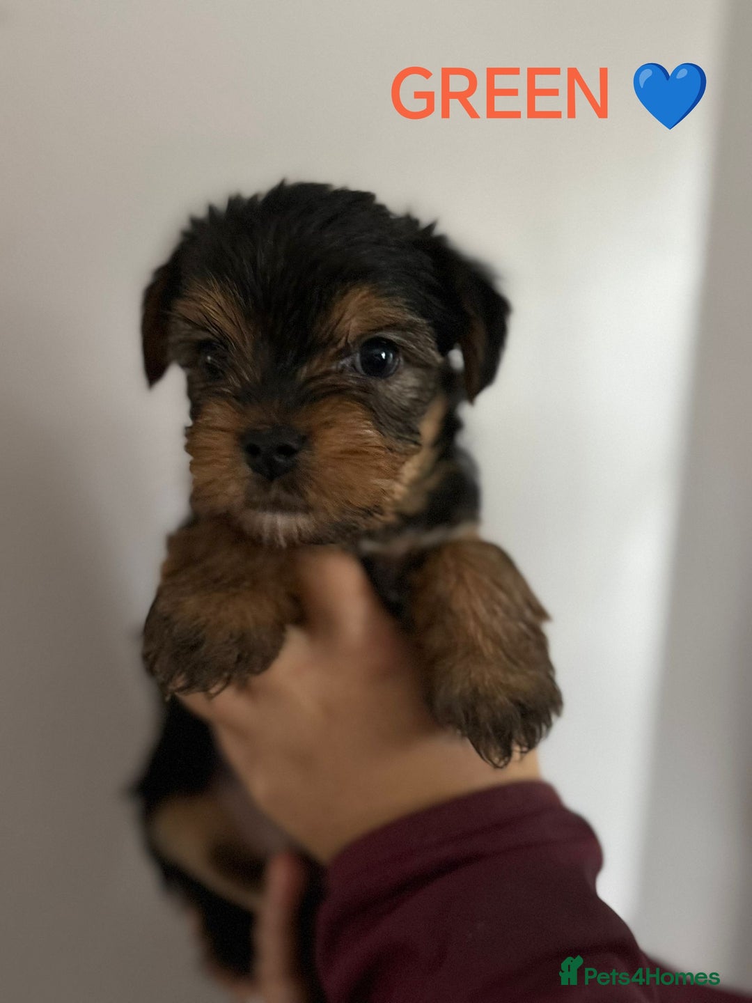 Yorkshire Terrier dogs for sale: Yorkshire terrier puppies  - Image 3