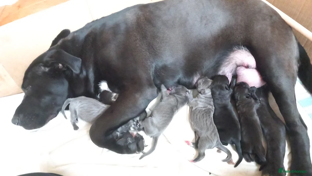 Cane Corso dogs for sale: 10 Cane Corso Puppies - Advert 1