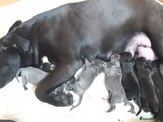 Cane Corso dogs 10 Cane Corso Puppies - Advert 1