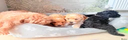 Toy Poodle dogs for sale: Toy poodles puppies  - Advert 5