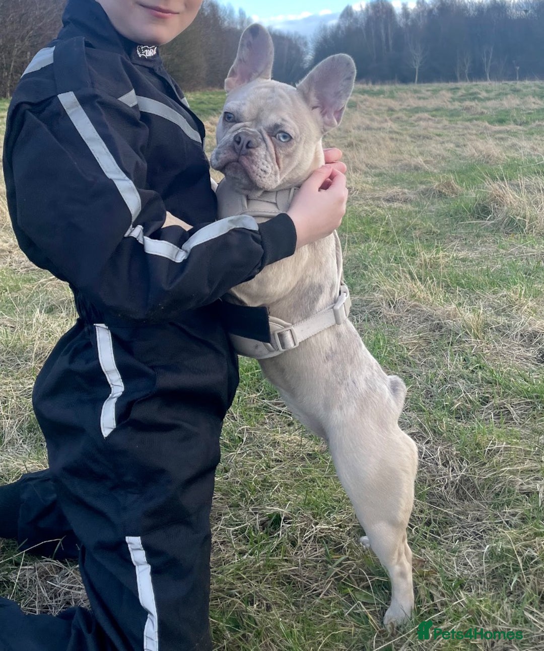 French Bulldog dogs for sale: Beautiful Girl  - Advert 2