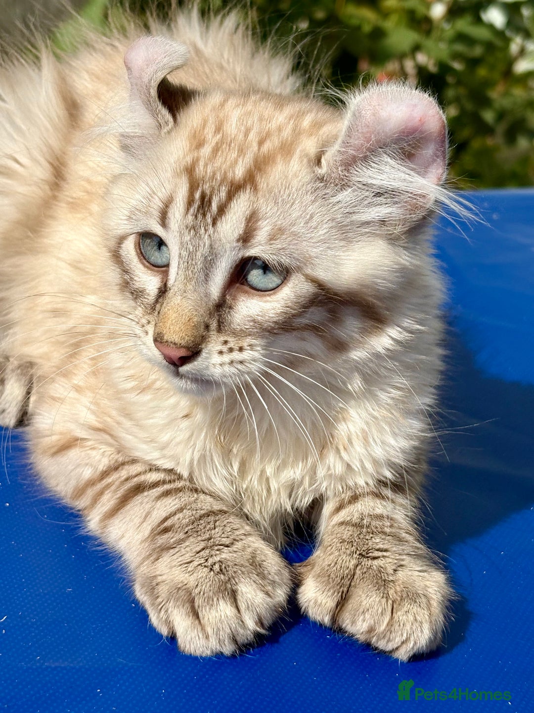 Keetso cats for sale: Stunning polydactyl longhaired snow leopard Keetso - Image 4