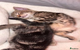 Bengal cats for sale: Two tabby kittens - Image 3