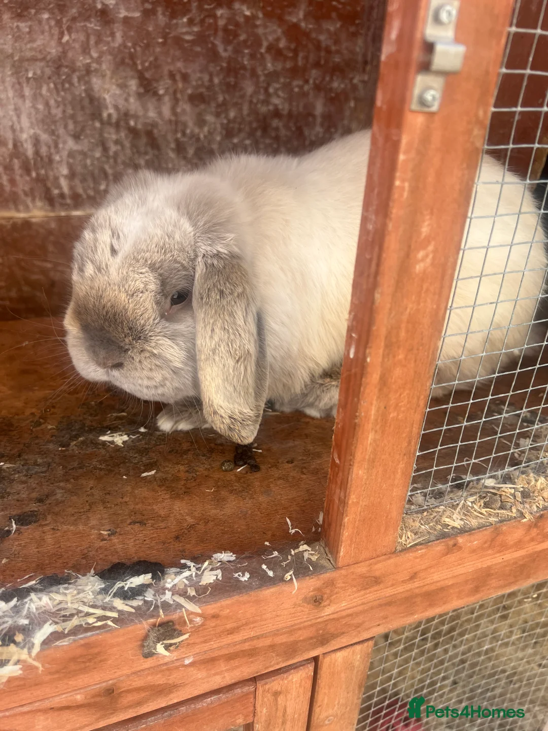 English Lop rabbits for sale: Lovely male rabbit  - Advert 2