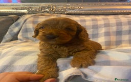 Cockapoo dogs for sale: Beautiful F1b Toy Cockapoo puppies  - Image 6