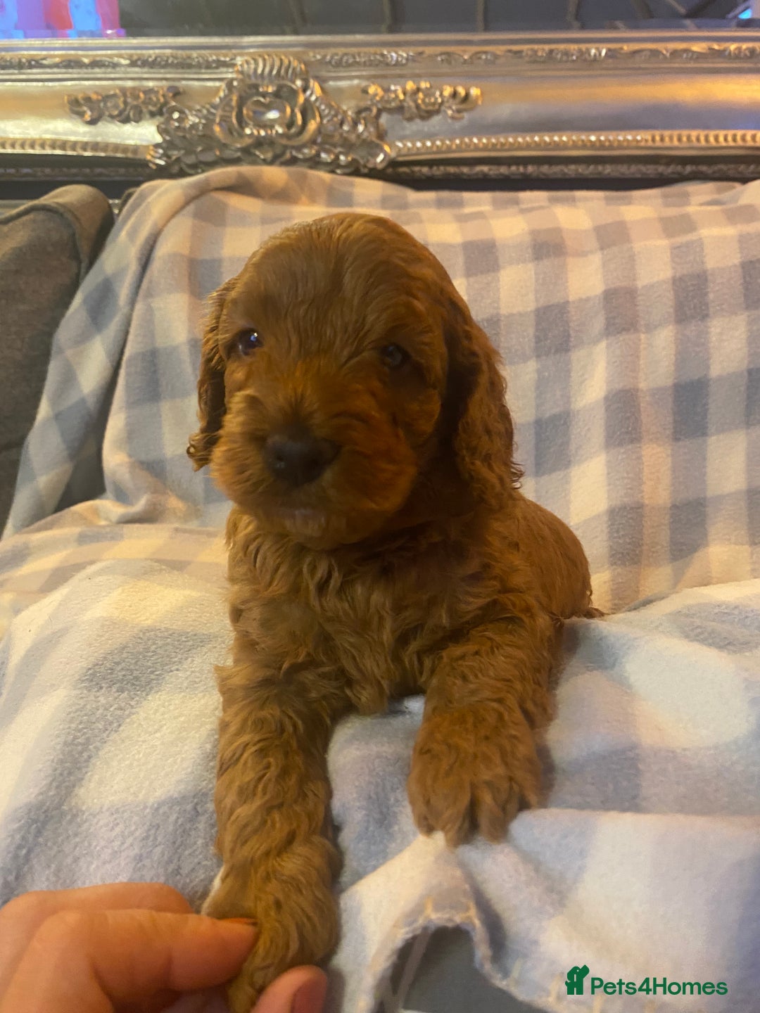 Cockapoo dogs for sale: Beautiful F1b Toy Cockapoo puppies  - Image 6