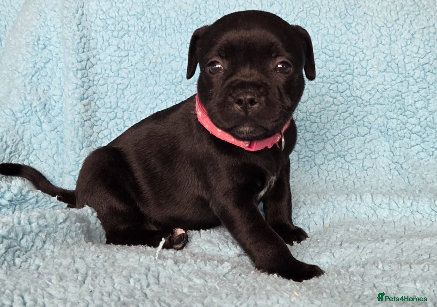 Staffordshire Bull Terrier dogs Show Quality Champions bloodline staffy puppies  - Advert 3