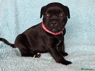 Staffordshire Bull Terrier dogs Show Quality Champions bloodline staffy puppies - Advert 3