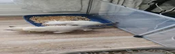 Snowshoe cats for sale: Rare pedigree snowshoe kittens - Advert 30