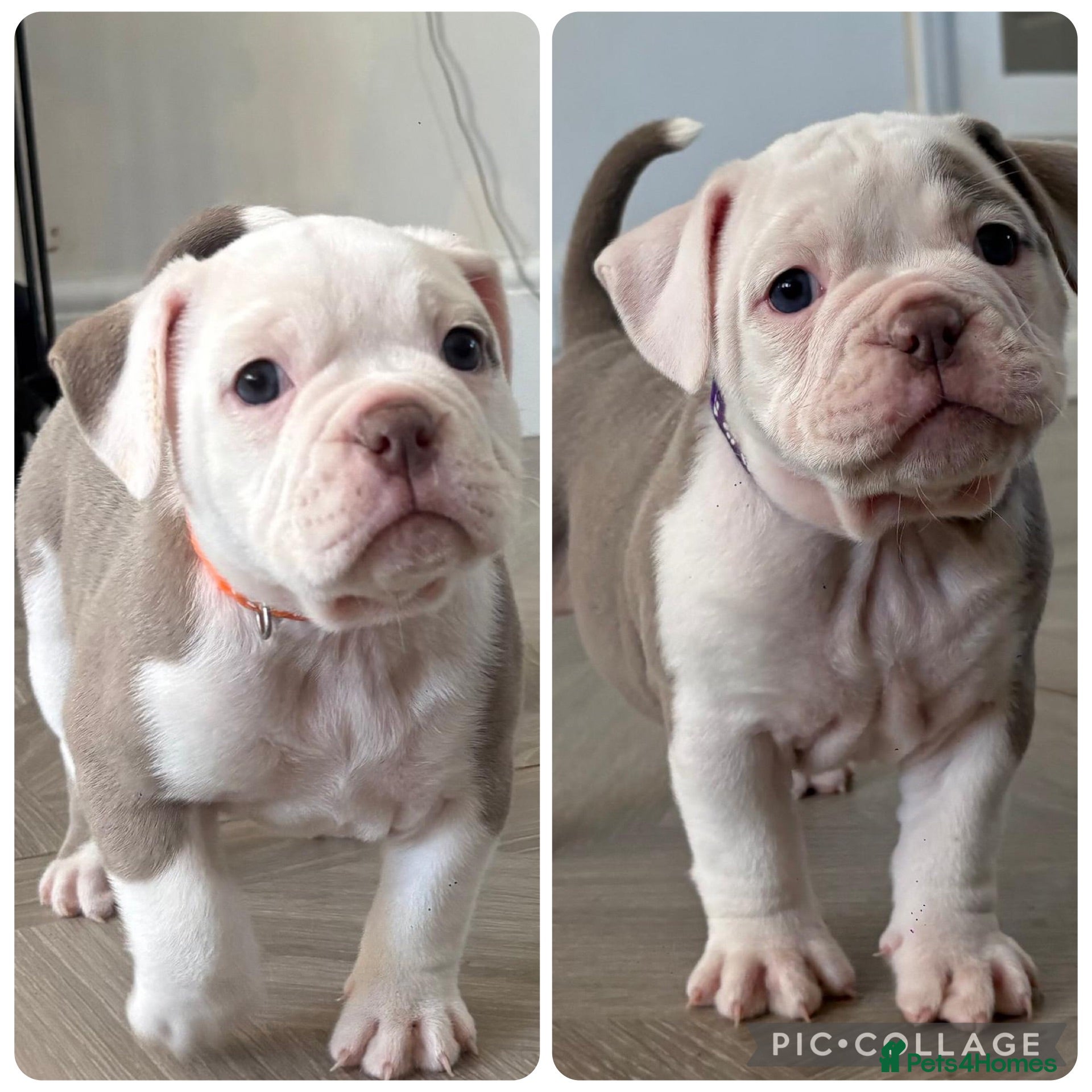 Old Tyme Bulldog dogs EXQUISITE Old tyme English bulldog puppies  - Advert 18