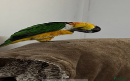 Parrots birds for sale: Black headed caique - Image 5