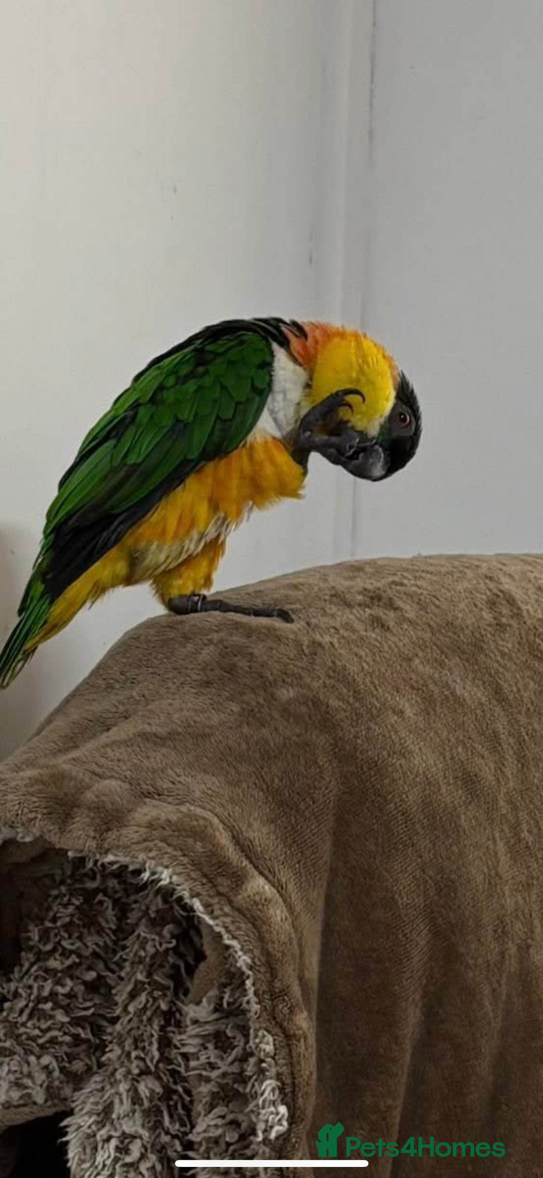 Parrots birds for sale: Black headed caique - Image 5