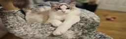 Ragdoll cats for sale:  STUNNING RAGDOLL BOY  - Advert 9
