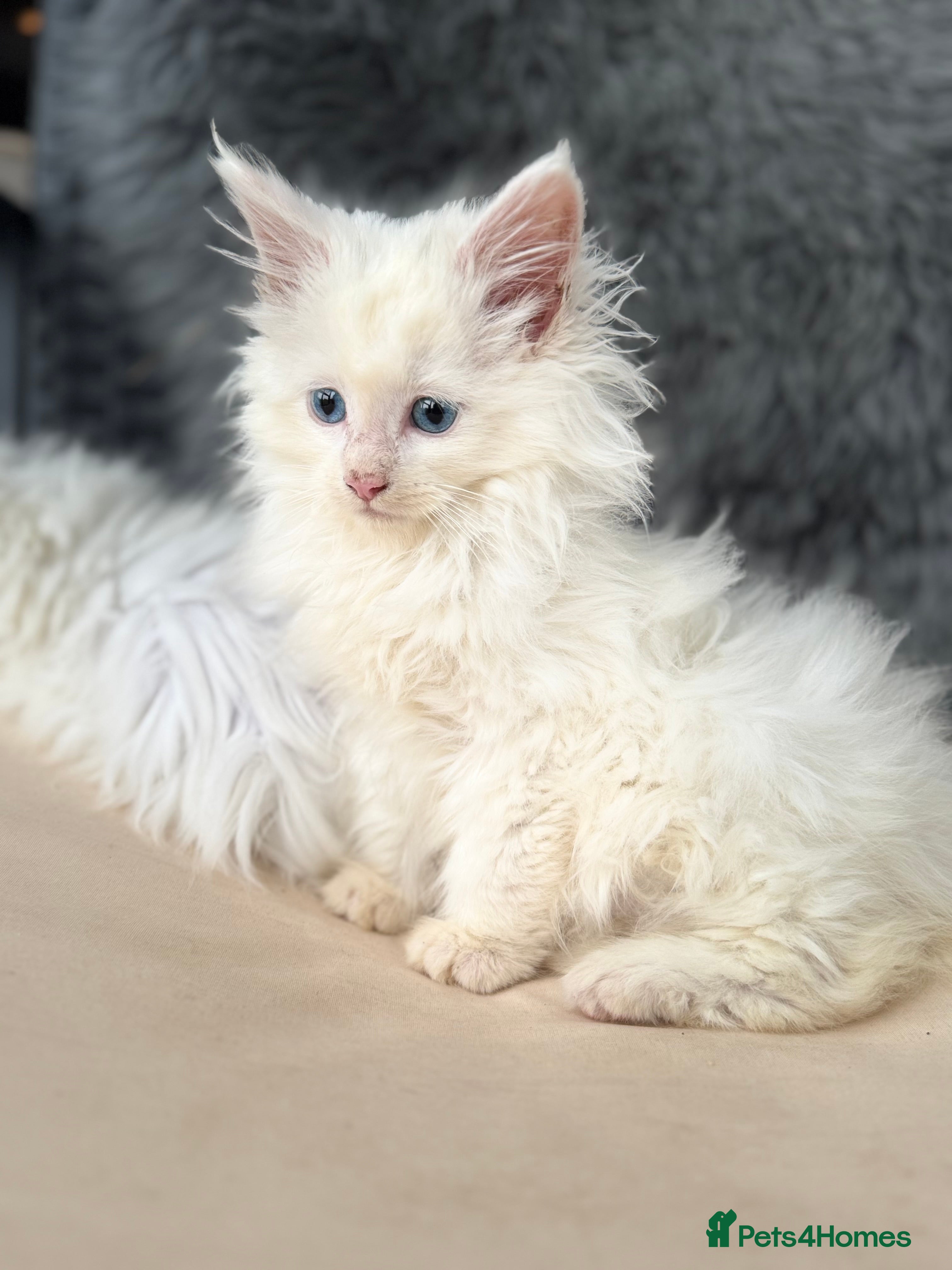 Maine Coon cats MAINE COON POLYDACTYL KITTENS 🩷 - Advert 1