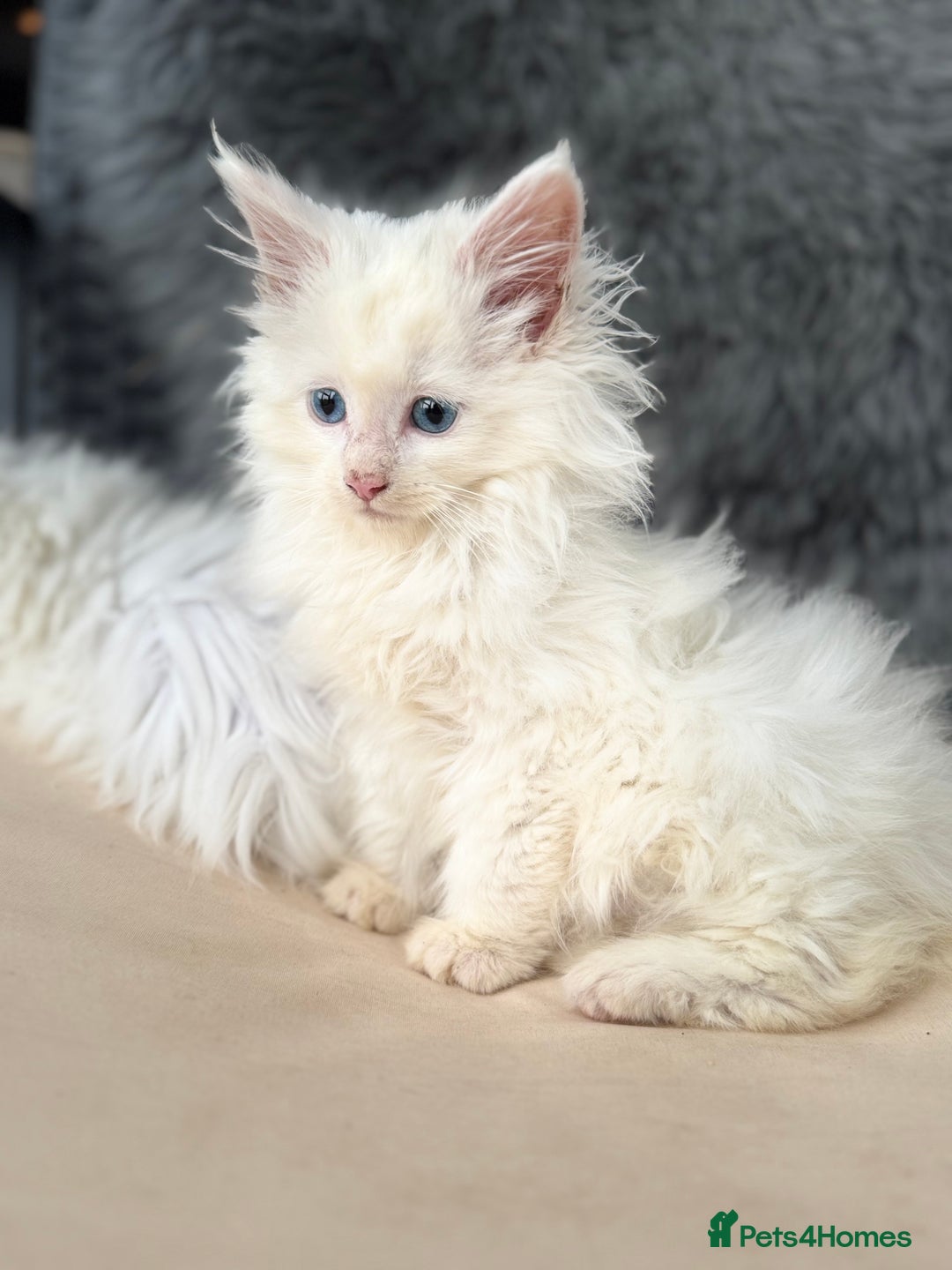 Maine Coon cats for sale: MAINE COON POLYDACTYL KITTENS 🩷 - Advert 1