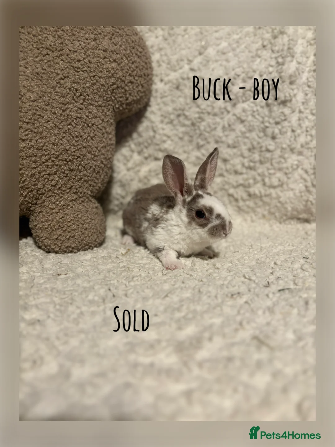 Rex rabbits for sale: ✨Mini Rex babies READY NOW! ✨  - Advert 8