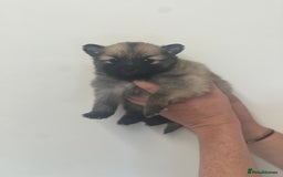 Pomeranian dogs for sale: LAST GIRL READY NOW Pomeranian puppies - Advert 22