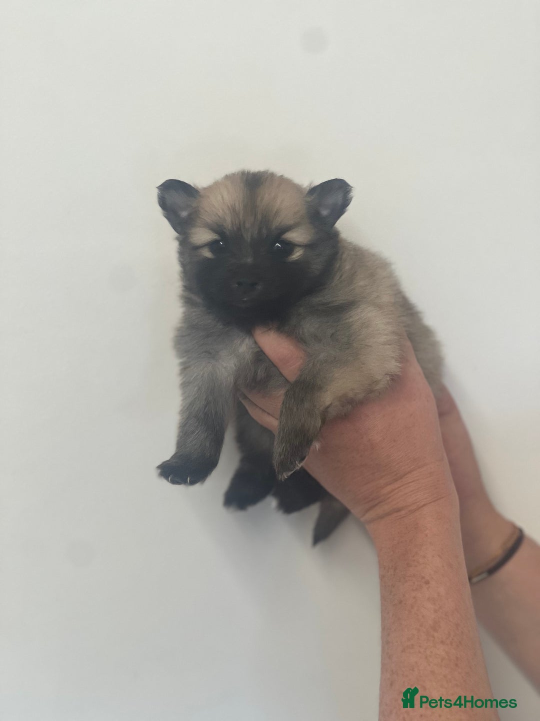 Pomeranian dogs for sale: LAST GIRL READY NOW Pomeranian puppies - Advert 22