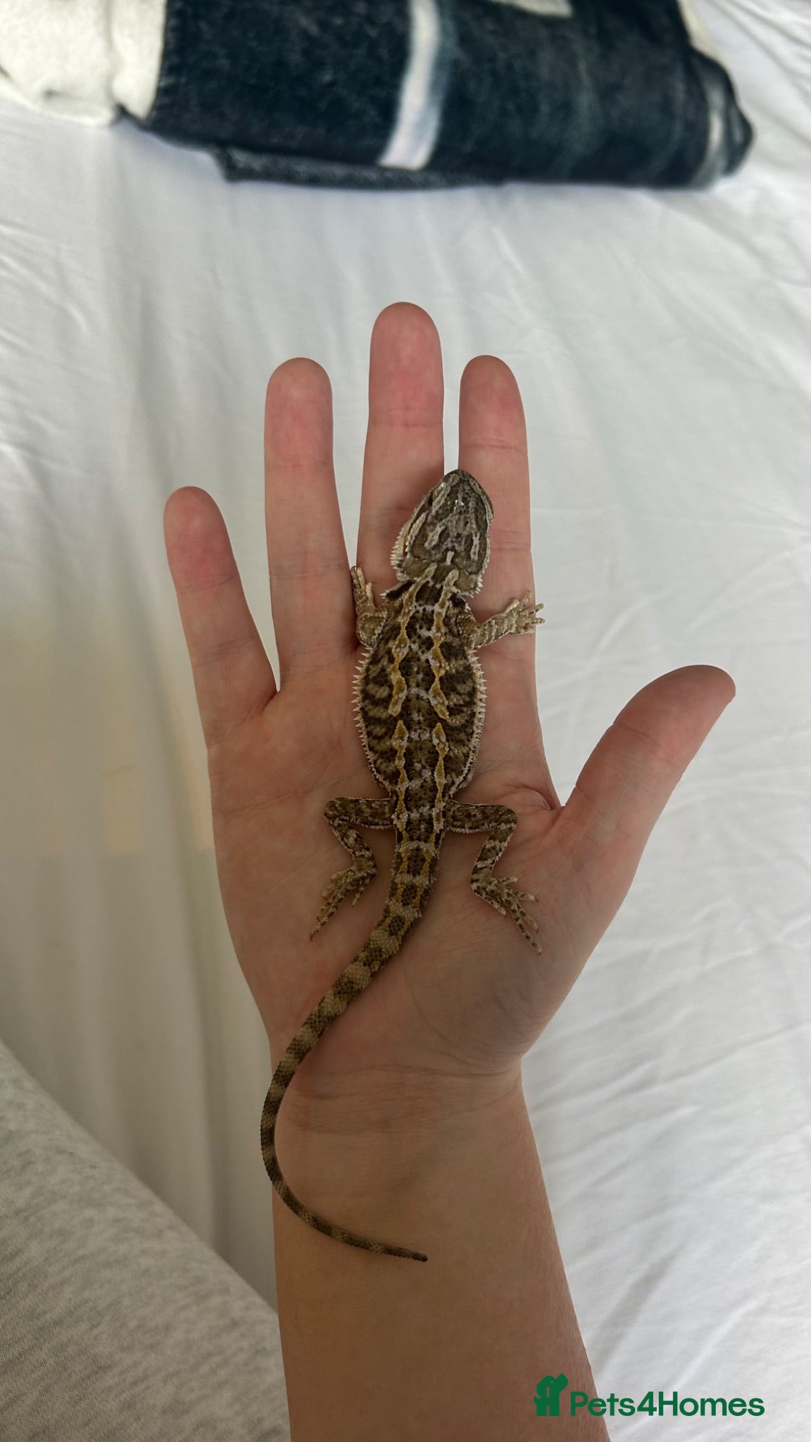 Bearded Dragon reptiles Baby Bearded Dragon  - Advert 1