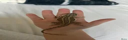 Bearded Dragon reptiles for sale: Baby Bearded Dragon  - Advert 1