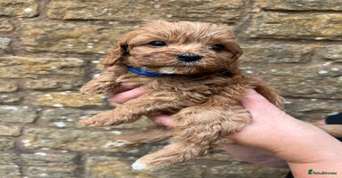 Cavapoo dogs - Advert 1