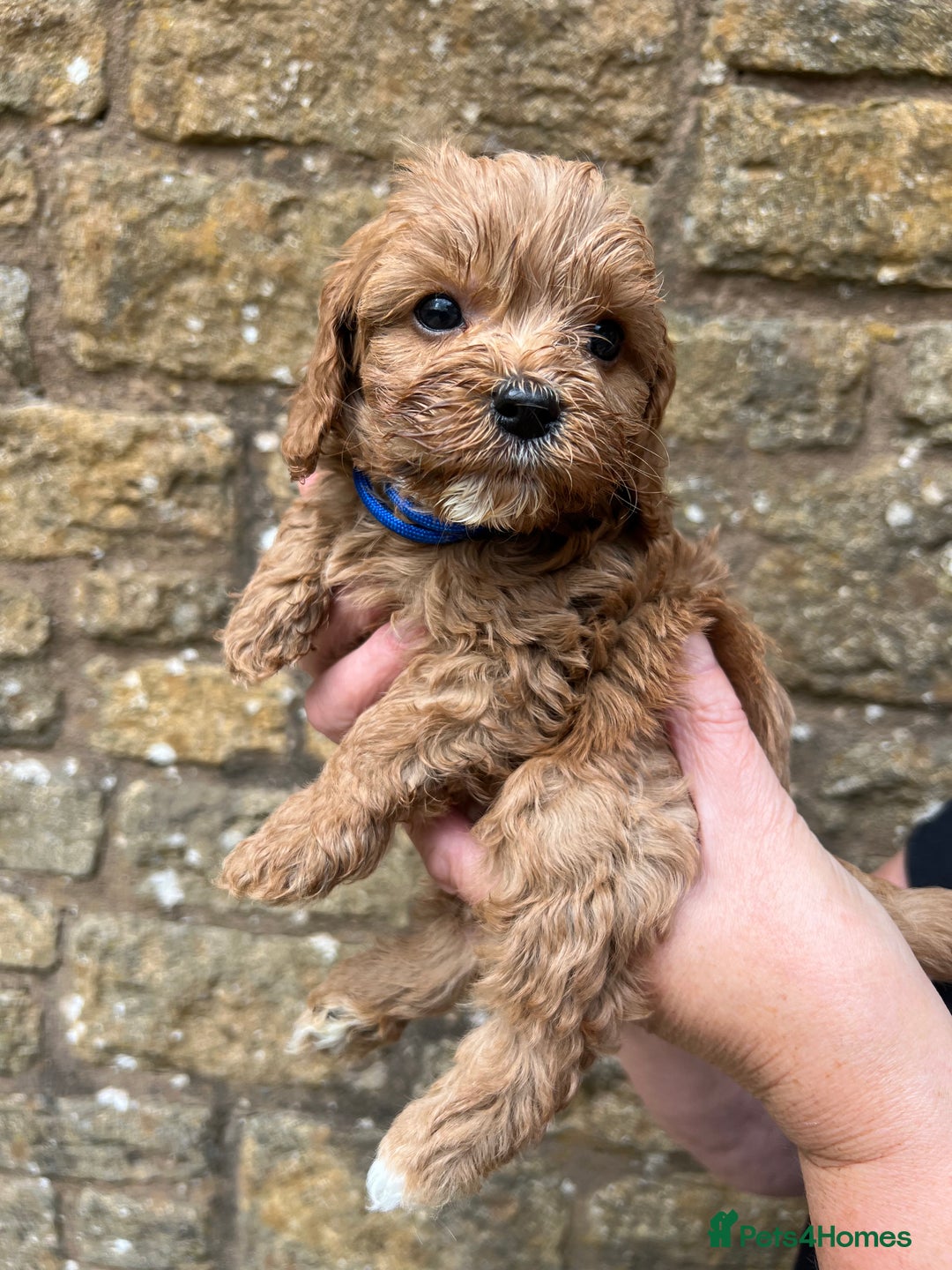 Cavapoo dogs for sale: Cavapoos puppies  - Image 18