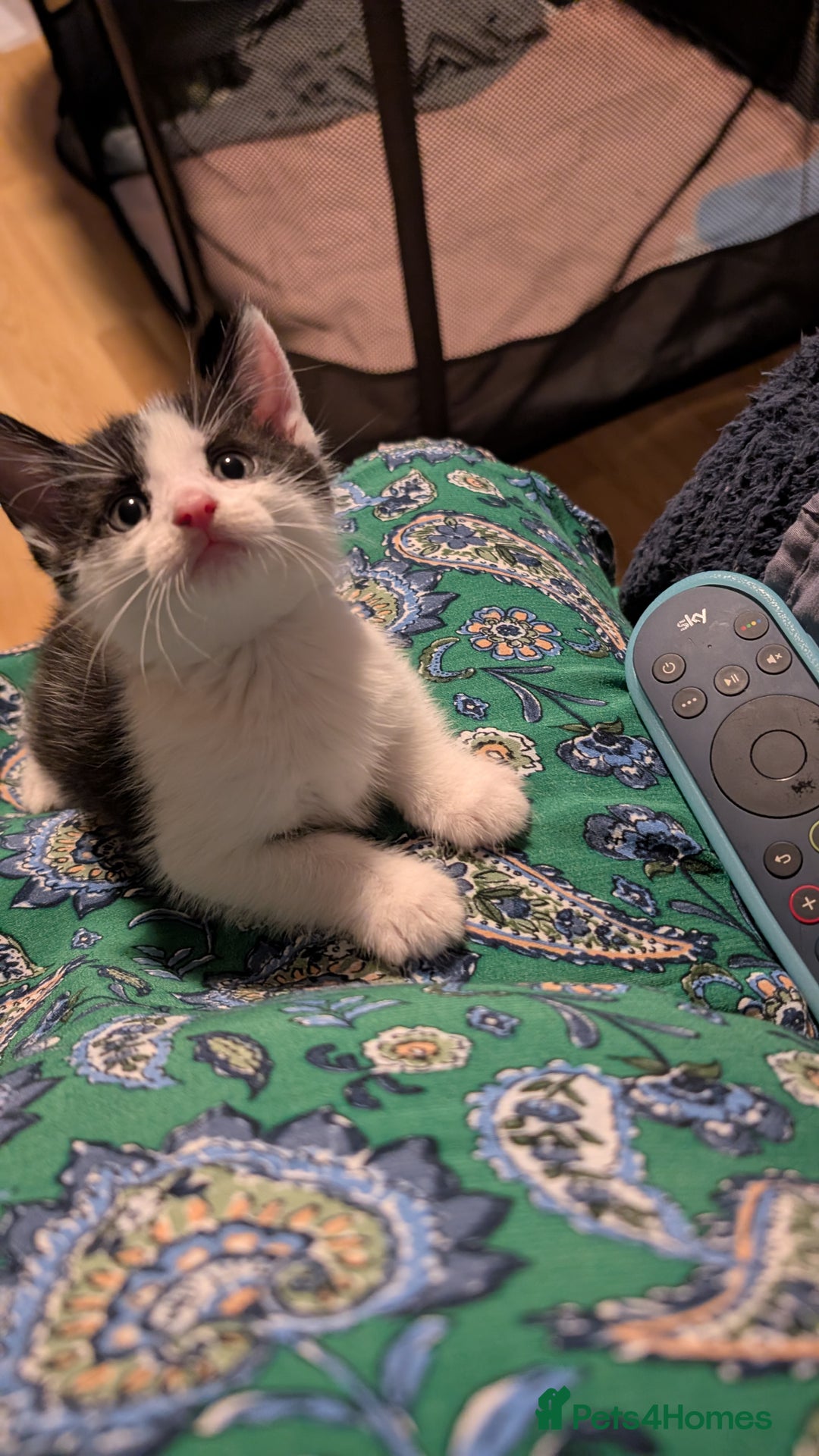 Mixed Breed cats for sale: Mixed breed Kitten  - Image 1