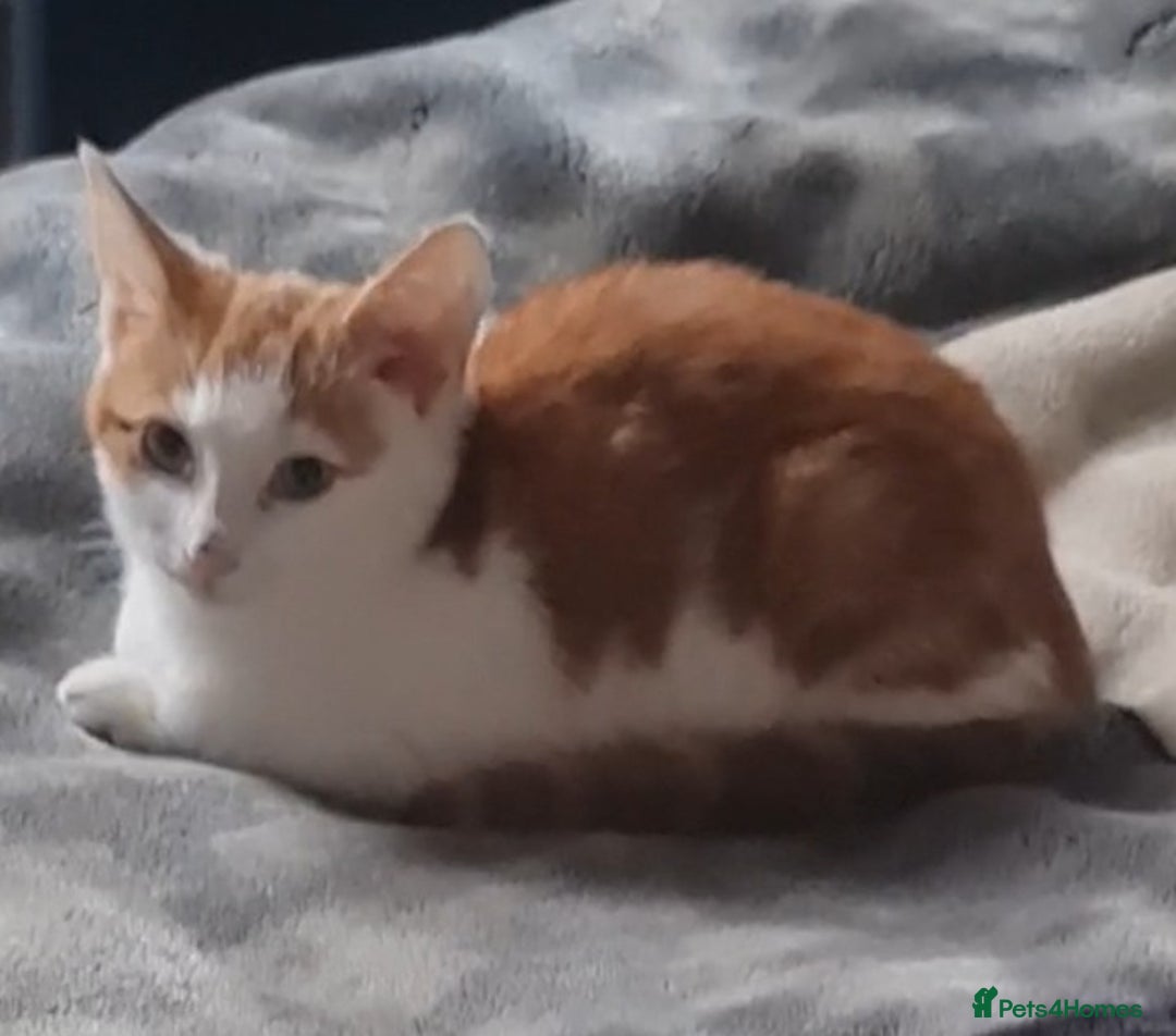 Mixed Breed cats for sale: Cute adorable kittens looking for forever homes  - Advert 12