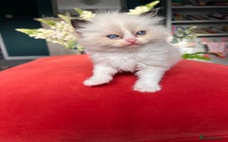 Ragdoll cats for sale: Chunky Quality EU Ragdoll babies - Image 2