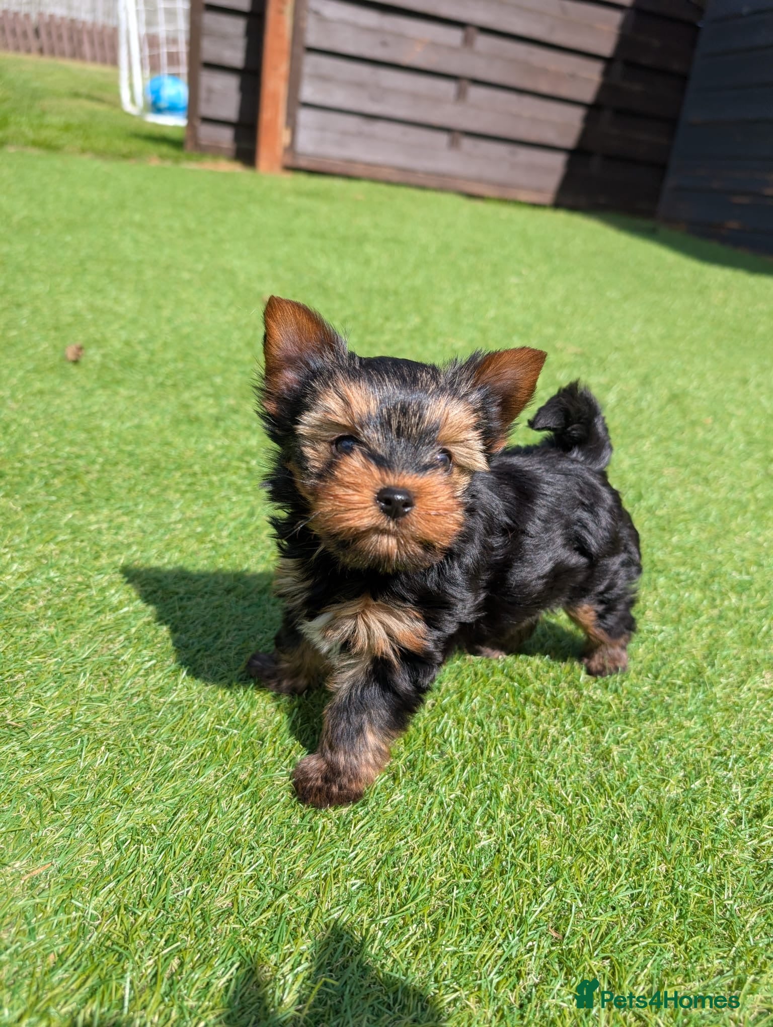 Yorkshire Terrier dogs Yorkshire terrier boy - Advert 1