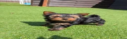 Yorkshire Terrier dogs for sale: Yorkshire terrier boy - Advert 3