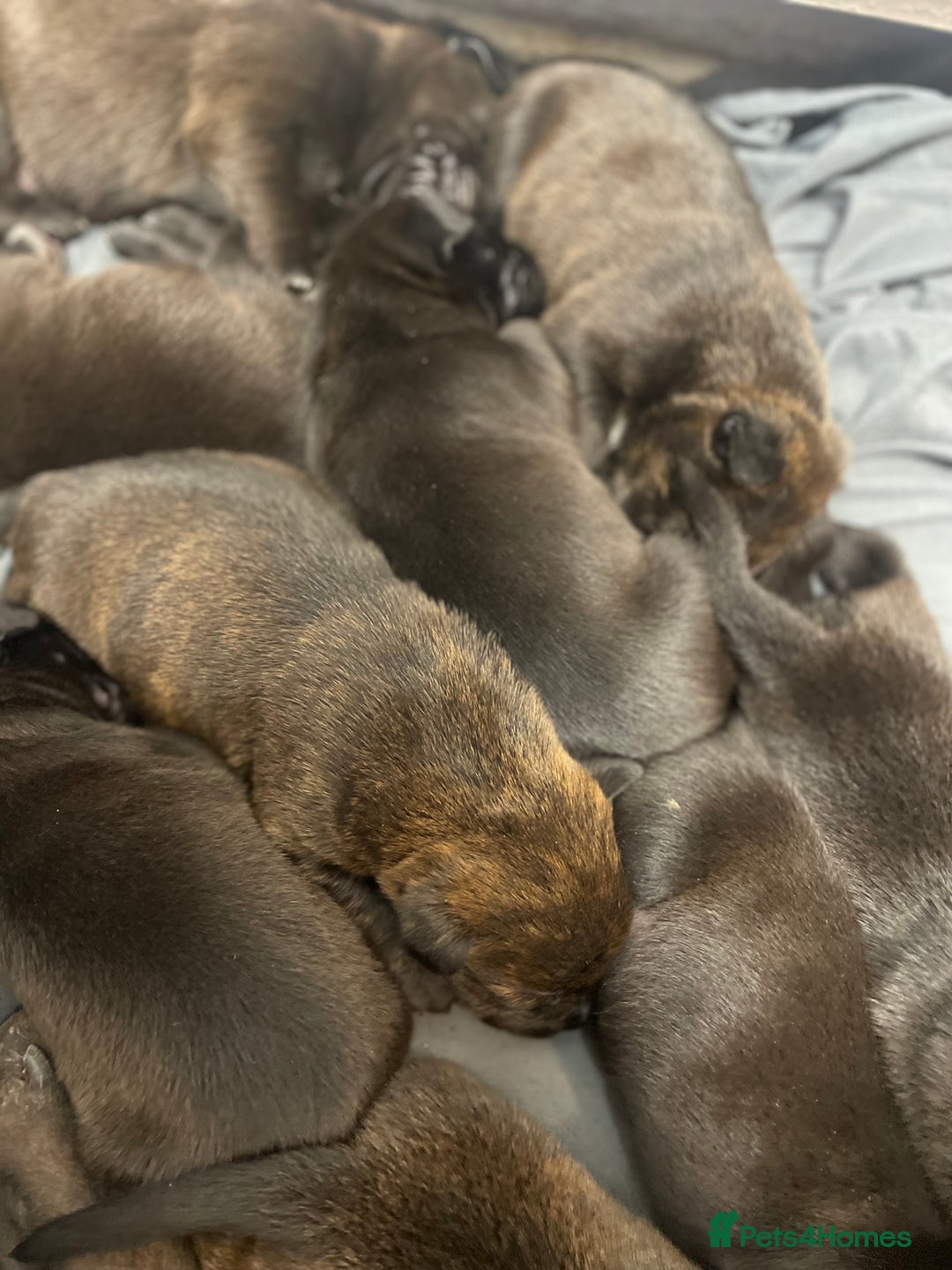 Mixed Breed dogs for sale: Staffy X Rottweiler puppies for sale - Image 16