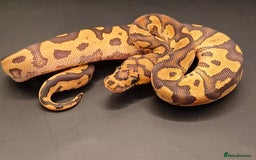 Python Snake reptiles for sale: Pastel Piebald 50% het Clown - Image 11