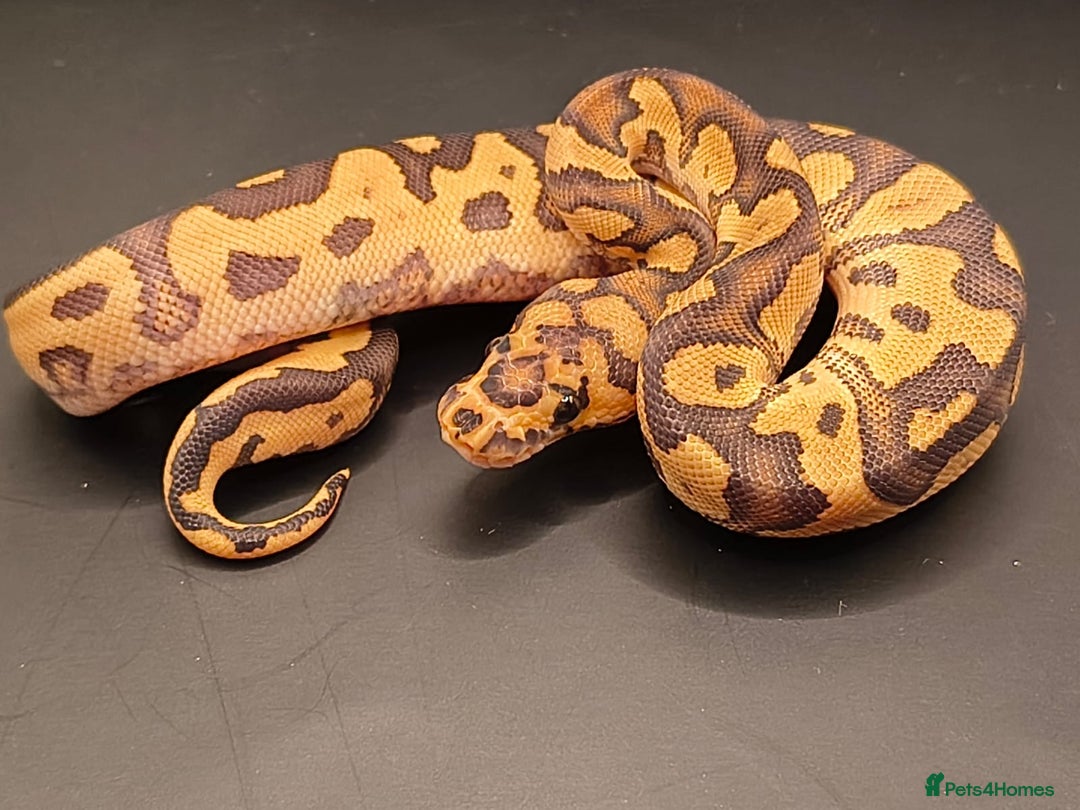 Python Snake reptiles for sale: Pastel Piebald 50% het Clown - Image 11