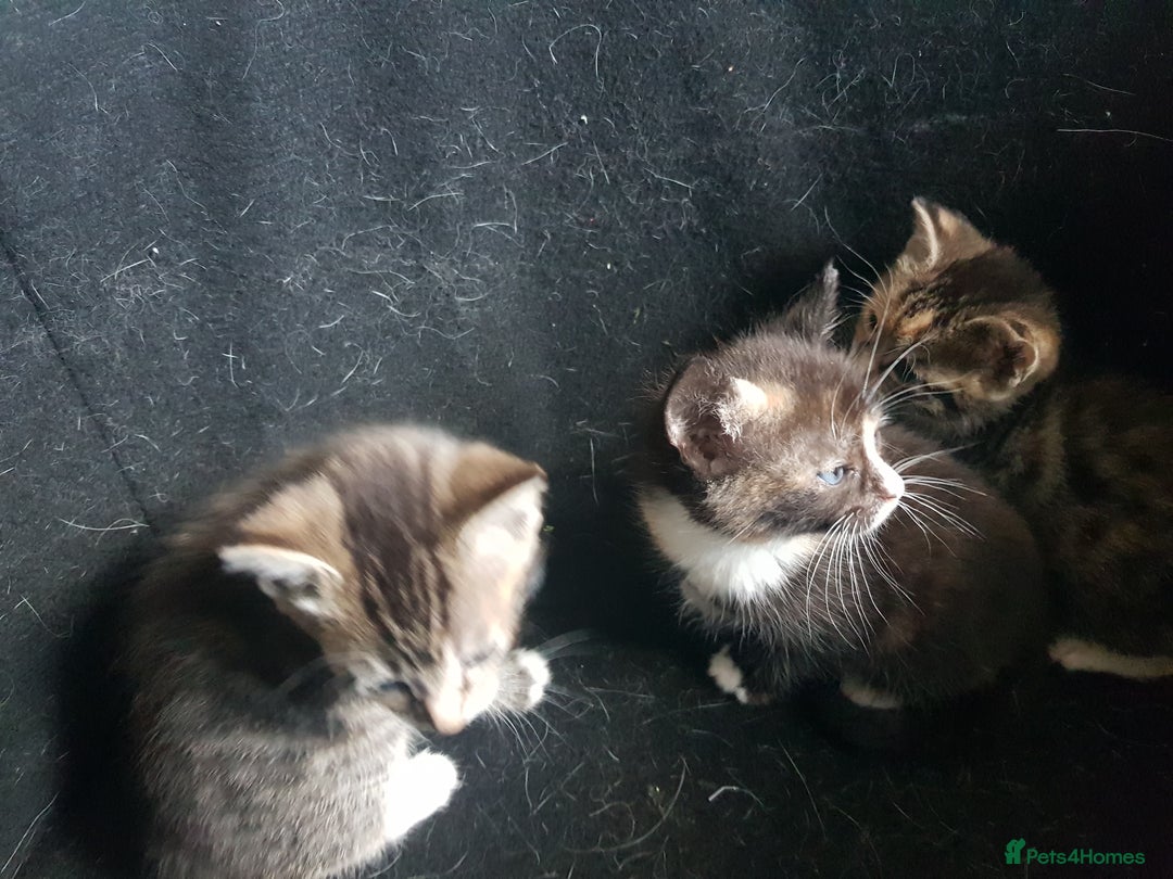 Mixed Breed cats for sale: 3 beautiful female kittens  - Image 5