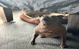 Staffordshire Bull Terrier dogs for sale: Staffordshire bull terrier  - Image 4