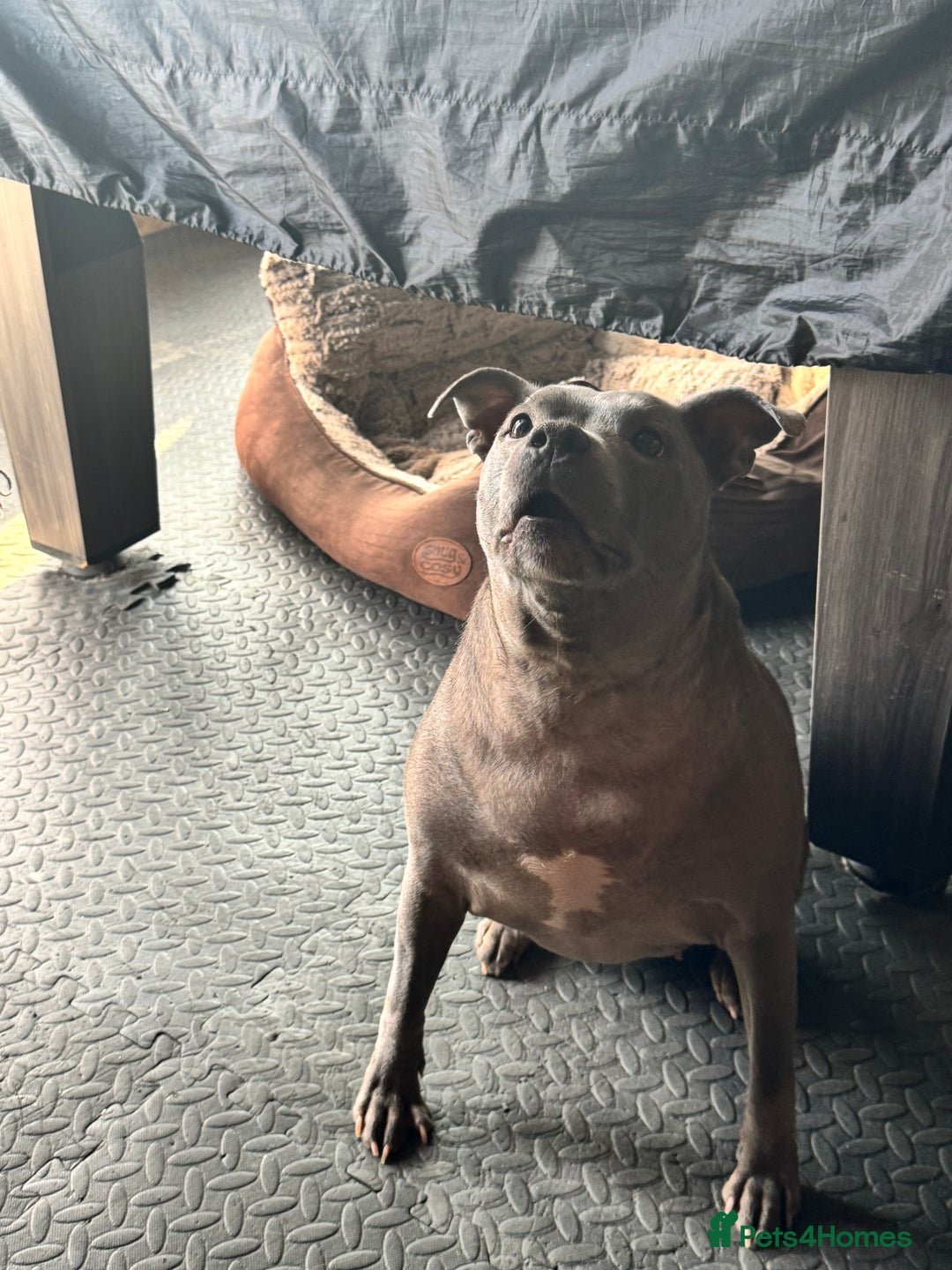 Staffordshire Bull Terrier dogs for sale: Staffordshire bull terrier  - Image 4