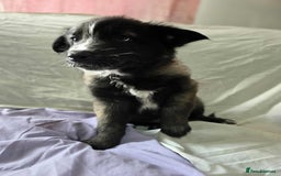 Mixed Breed dogs for sale: Belgian malinois x German shepherd puppies - Image 30