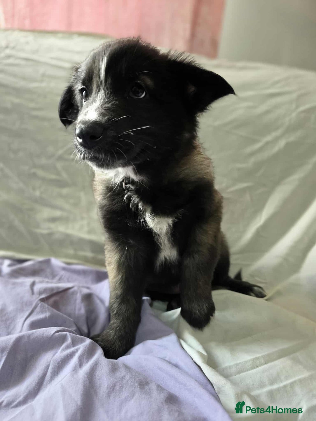 Mixed Breed dogs for sale: Belgian malinois x German shepherd puppies - Image 30