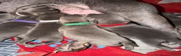 Staffordshire Bull Terrier dogs for sale: blue staffy pups - Advert 15