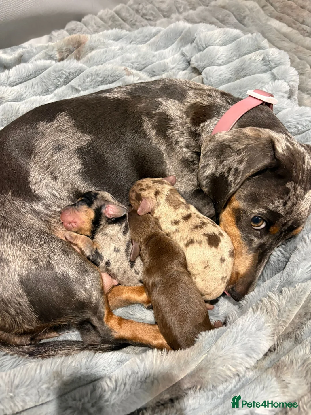 Dachshund dogs for sale: Beautiful miniature Dachshund Puppies - Advert 1