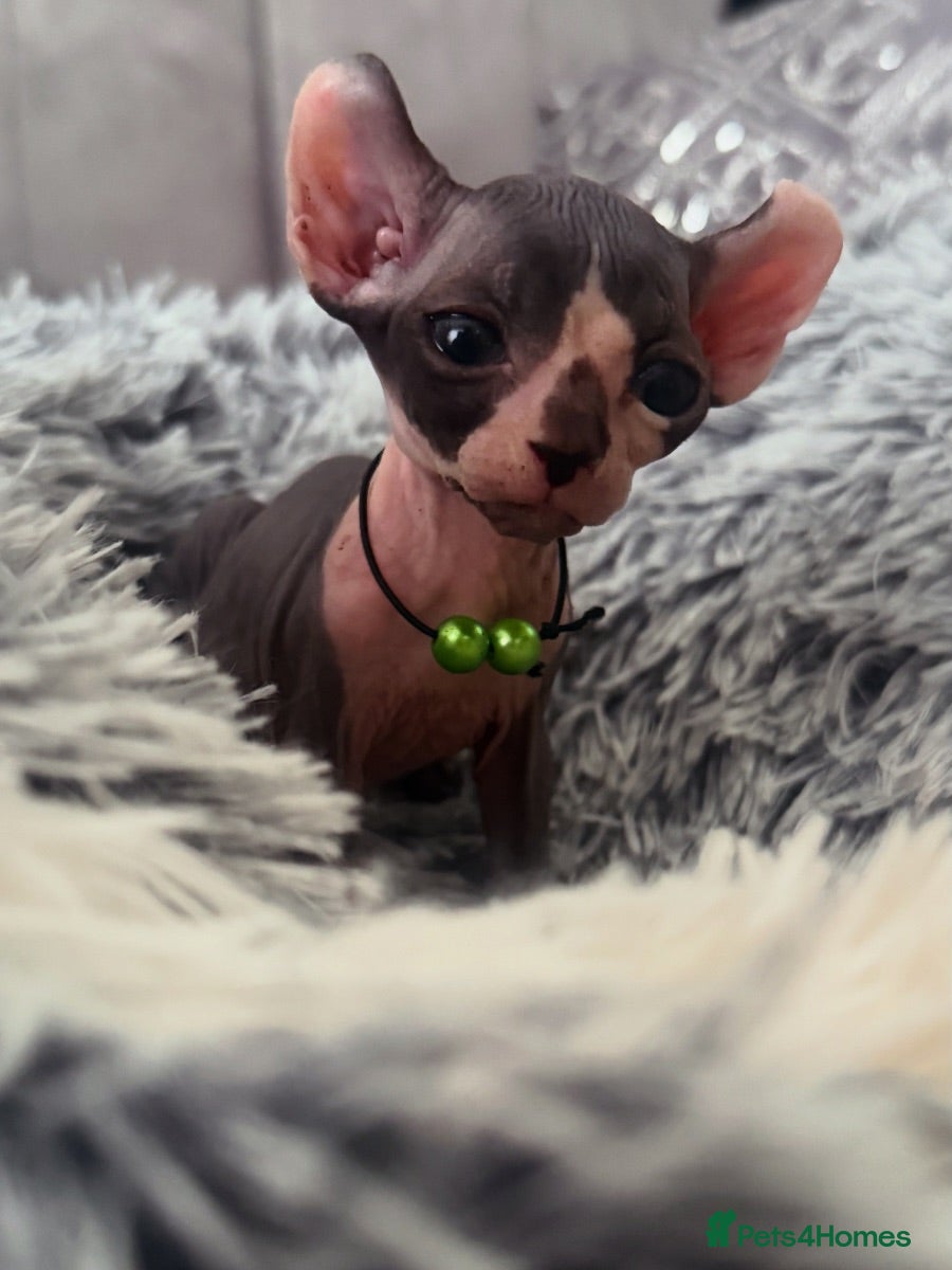 Sphynx cats Reservations Available NOW! 🦋🌺 - Advert 2