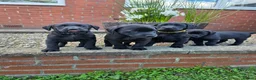 Labrador Retriever dogs for sale: *1 Girl left*Ready to Leave* KC Mam & Dad at home - Advert 17
