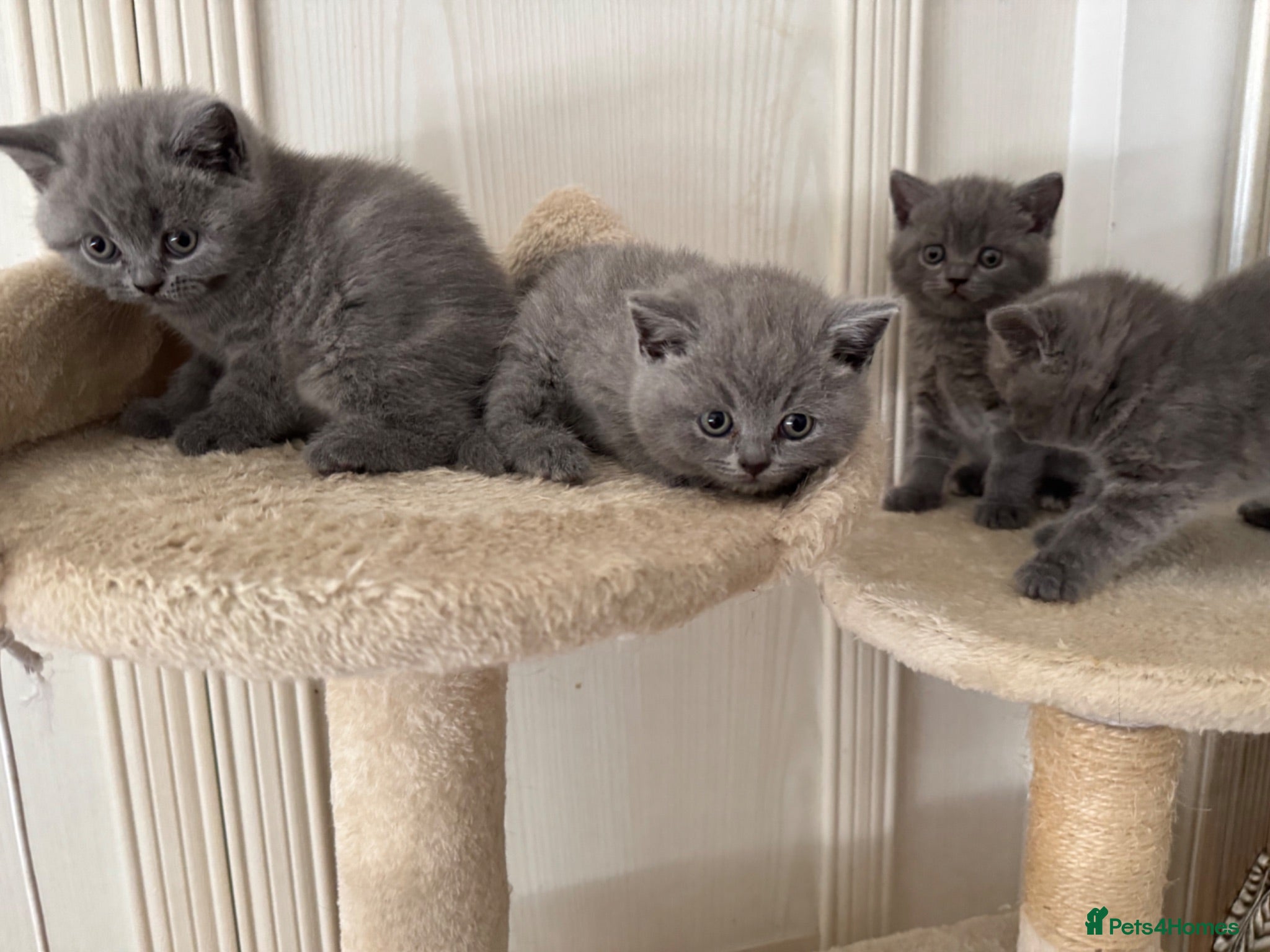 British Shorthair cats GCCF BSH Blue Kittens – Available to View - Advert 1
