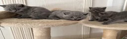 British Shorthair cats for sale: *READY NOW* Beautiful BSH Blue Boy – GCCF Reg - Advert 5