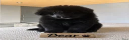 German Shepherd dogs for sale: 8 chunky long haired German shepherds puppies - Advert 12