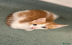 Domestic Shorthair cats for sale: 2 kittens - Image 5