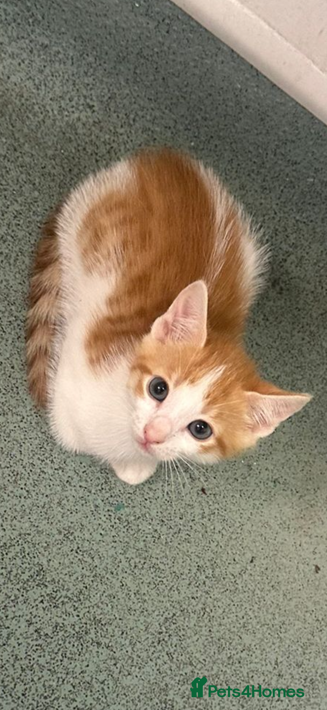 Domestic Shorthair cats for sale: 2 kittens - Image 5