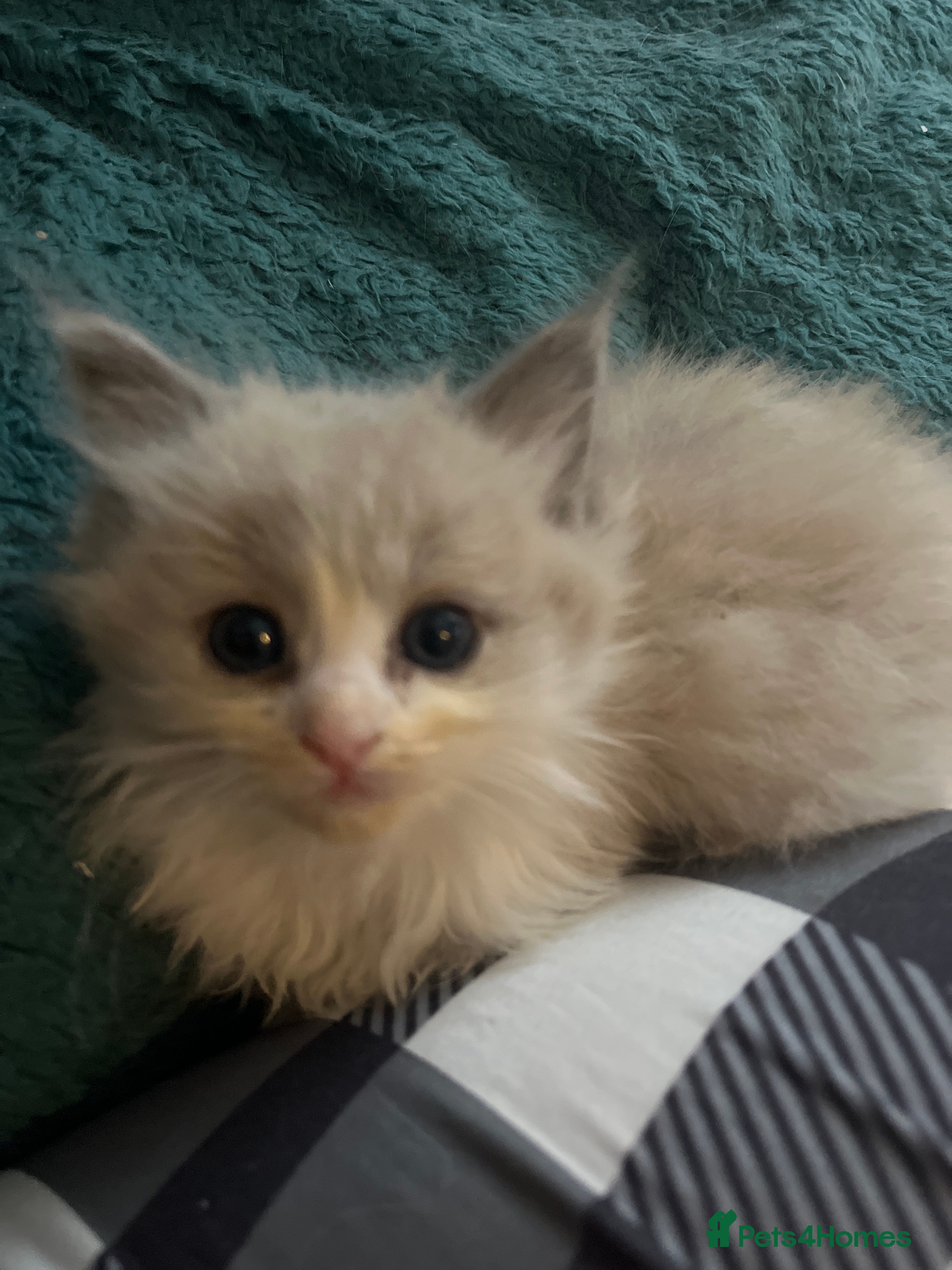 Ragdoll cats Pedigree Mink & Sepia Cherubim ragdoll kittens - Advert 9